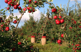 10 Best Fruit Trees for Your Garden