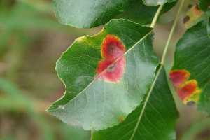 Bacterial Canker Infection on Fruit Trees &ndash; Control & Treatment Guide