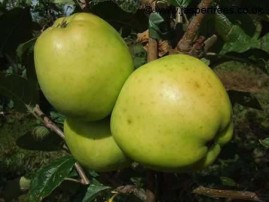 Apple trees - cooking varieties