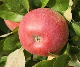 Apples - dual purpose varieties