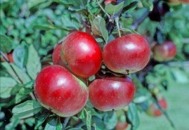 Apple trees - early varieties