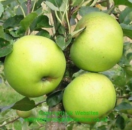 Apples green-yellow fruited