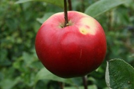 Apples - self fertile