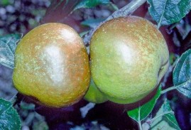 Russet Apple trees