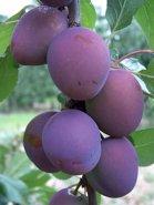 Avalon plum trees, 2053, 237164, Avalon plum trees