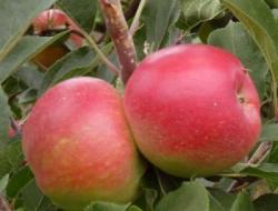 Beauty of Bath, 632, 235011, Beauty of Bath