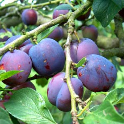 Belle de Luvain dwarf pixy, 2111, 237202, Belle de Luvain dwarf pixy