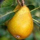 Beth Pear stepover, 2310, 236772, Beth Pear stepover