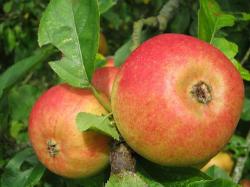 Blenheim Orange fan/espalier, 1361, , Blenheim Orange fan/espalier