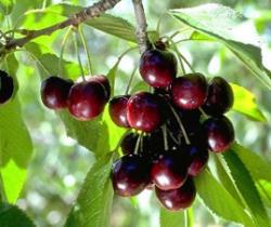 Cherry Sunburst, 129, 123, Cherry Sunburst