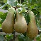 Conference stepover, 2314, 236884, Conference stepover