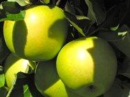 Crispin stepover, 1874, 235325, Crispin stepover