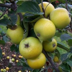 Downton Pippin cordon, 1556, , Downton Pippin cordon