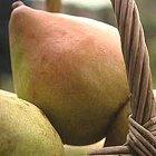 Doyenne du Comice dwarf Quince C, 2062, 236925, Doyenne du Comice dwarf Quince C