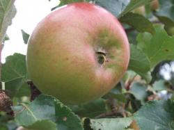 Dr Harvey cordon, 1559, , Dr Harvey cordon