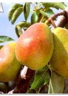 Dr Jules Guyot cordon, 2338, 236930, Dr Jules Guyot cordon