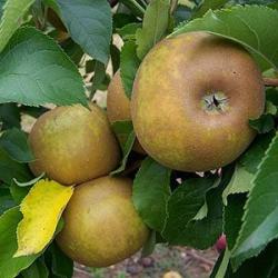 Egremont Russet cordon apple, 1577, , Egremont Russet cordon apple