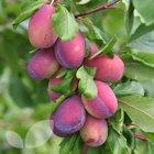 Excalibur fan plum, 2148, 237224, Excalibur fan plum