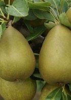 Gorham dwarf pear tree, 2064, 236937, Gorham dwarf pear tree