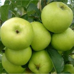 Grenadier cordon apple tree, 1658, , Grenadier cordon apple tree
