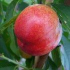 Humboldt nectarine tree, 1042, 237396, Humboldt nectarine tree