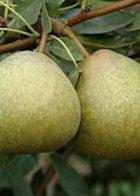 Josephine de Malines dwarf Pear, 2070, 236955, Josephine de Malines dwarf Pear