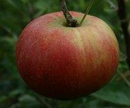 Kidds Orange Red mini M27, 2193, 236129, Kidds Orange Red mini M27