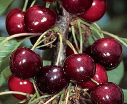 Kordia Cherry dwarf Gisele, 2237, , Kordia Cherry dwarf Gisele