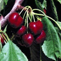 Lapins cherry dwarf Gisele, 895, 237348, Lapins cherry dwarf Gisele