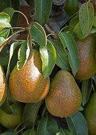 Louise Bonne de Jersey cordon tree, 2350, 236964, Louise Bonne de Jersey cordon tree