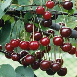 Morello cherry dwarf Gisele, 946, 237355, Morello cherry dwarf Gisele