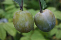 Old Fashioned Greengage, 1710, 237375, Old Fashioned Greengage