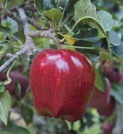 Red Delicious mini M27, 2216, 236328, Red Delicious mini M27