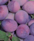 Rivers Early Prolific dwarf Pixy, 2136, 237288, Rivers Early Prolific dwarf Pixy