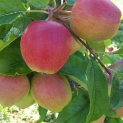 Saturn cordon tree, 1824, , Saturn cordon tree