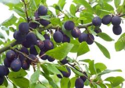 Shropshire Damson trees, 210, Shropshire Damson trees, Shropshire Damson trees