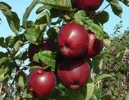 Spartan stepover, 1944, 236520, Spartan stepover