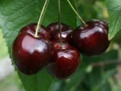 Summer Sun dwarf Gisele Cherry, 1332, 237365, Summer Sun dwarf Gisele Cherry