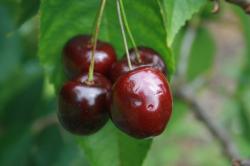 Sunburst Dwarf Gisele cherry tree, 1343, 237368, Sunburst Dwarf Gisele cherry tree