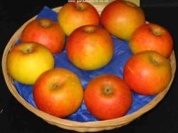 Sunset fan espalier tree, 1654, , Sunset fan espalier tree