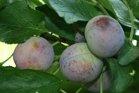 Violetta dwarf plum tree, 2140, 237331, Violetta dwarf plum tree
