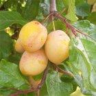 Warwickshire Drooper plum tree, 2390, 237335, Warwickshire Drooper plum tree