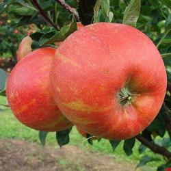 Winter Gem fan espalier, 1686, , Winter Gem fan espalier