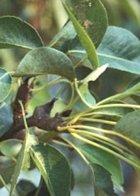 Winter Nellis cordon pear, 2360, 236985, Winter Nellis cordon pear