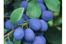 how to grow damson trees 1563904482