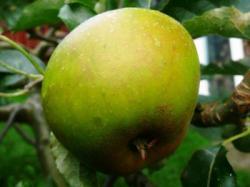 Lombarts Calville cordon