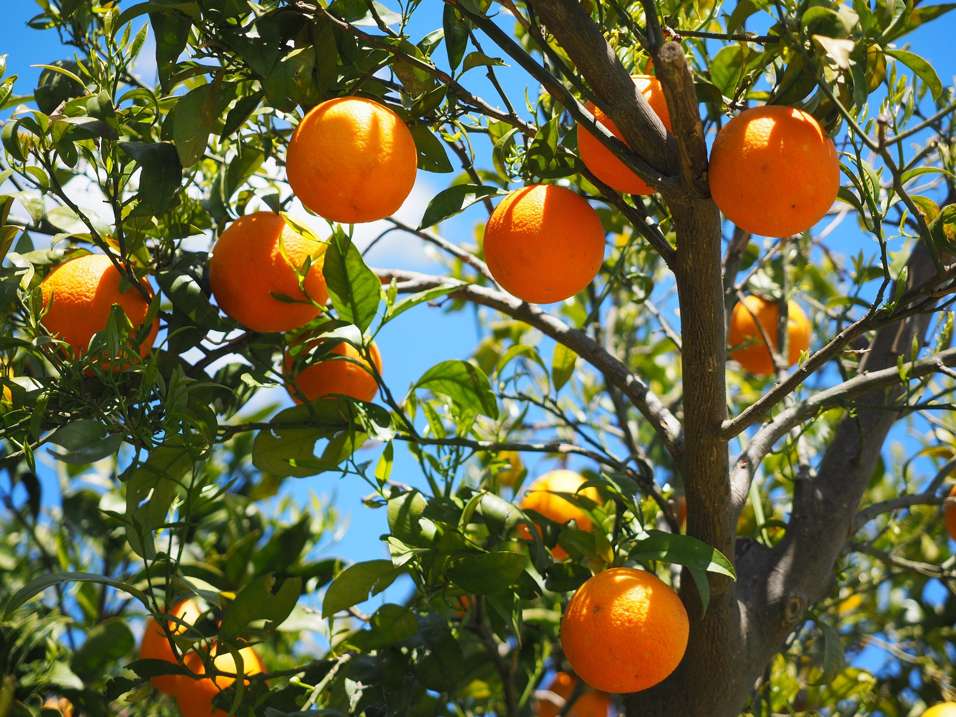 oranges g6e482fa51_1920